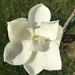 아파트 Kallirroi